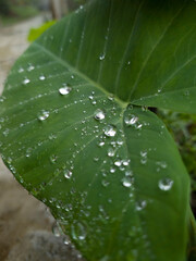 Gotas 