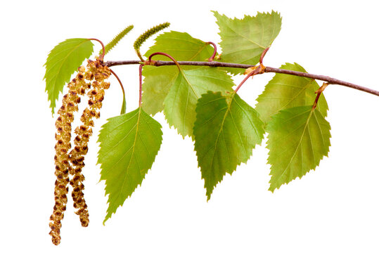 leaves of birch tree and blooming pollen isolated over white background