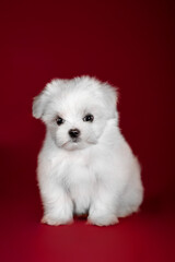 Small dog of breed maltese in the studio