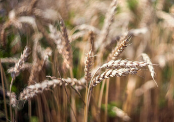 Wheat in the field. Close-up. Selective focus. Blurred background.