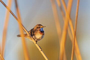 bluethroat sitting on a reed at sunrise