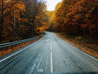 yellow leaves autumn forest nature fresh air tall trees road track