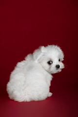 Small dog of breed maltese in the studio