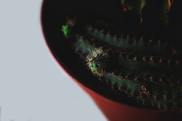 Close up macro small baby cactus scion spur inside plant flower pot with barbed prickly sharp needles