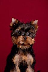 Little Yorkshire Terrier puppy on the background