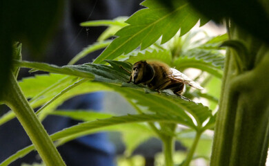 A Bee rests on the leaf of a cannabis plant