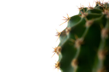 Close up macro sharp painful needles of green cactus house plant at white isolated background, place for text