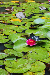 water lily in the pond