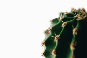 Close up macro painful needles of green cactus home plant at isolated background, place for text