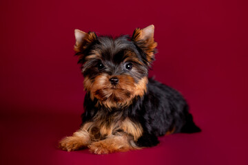 Little Yorkshire Terrier puppy on the background