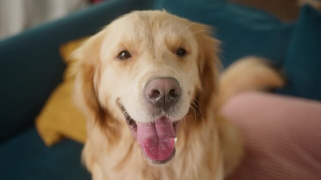 Golden retriever dog portrait at home, beautiful happy smiling close up pet face