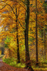Weg durch einen Wald im Herbst, Bayern, Deutschland