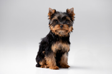 Little Yorkshire Terrier puppy on the background