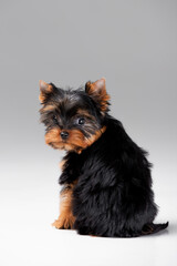 Little Yorkshire Terrier puppy on the background