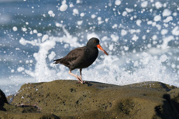 Black Oystercatcher
