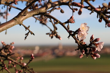Flor del almendro