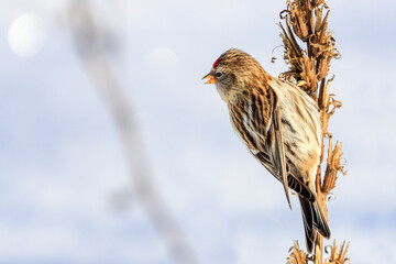 Common Redpoll