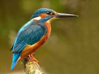 Ein Eisvogelportrait