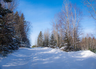 Winter landsacape on the forest