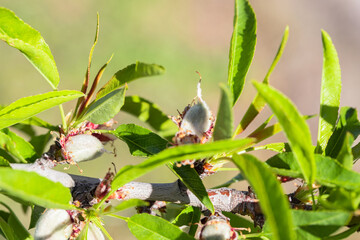 Almond tree branch with green almond and leaves at sunlight in the garden. Abstract springtime nature background.