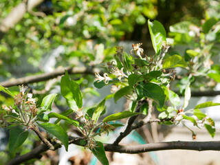 blooming of young pear flowers