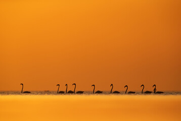 Naklejka na ściany i meble Beautiful silhouette of Greater Flamingos during sunrise at Asker coast of Bahrain