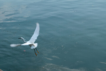 seagull on the water