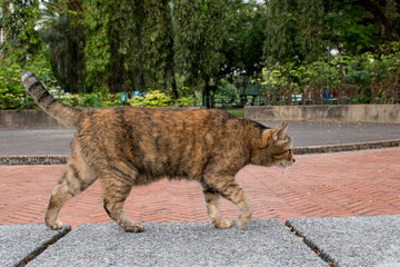 Obraz premium Photo of brown adult cat. In the park.