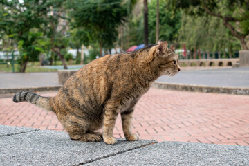 Obraz premium Photo of brown adult cat. In the park.