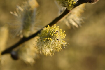 Weidenkätzchen im Frühling