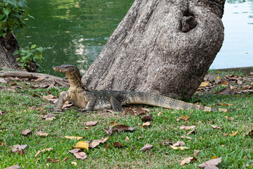 monitor lizard in the park