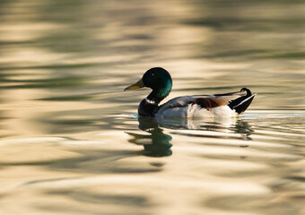 Mallard duck swimming at Tubli bay, Bahrain
