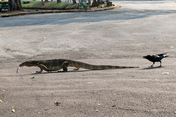 Monitor Lizard and the crows are fight for food