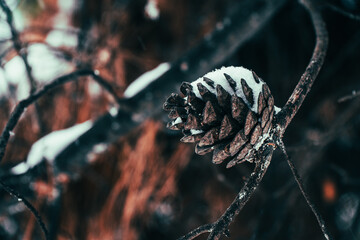 Pine cone with snow in the branch of the tree at winter forest macro shot
