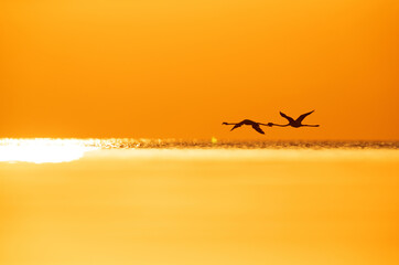 Greater Flamingos flying during sunrise at Asker coast of Bahrain