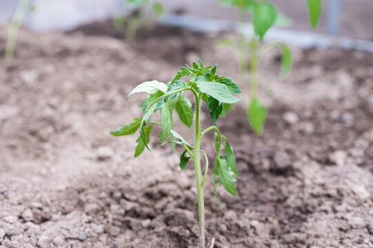 planting young tomatoes in a greenhouse