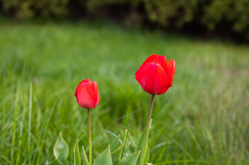 Obraz premium Two red tulips on a background of grass