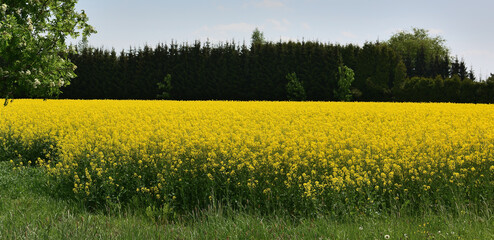 bl&uuml;hendes Rapsfeld