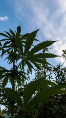 Fototapeta premium Cannabis leaves seen from below