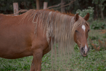 Fototapeta premium horse