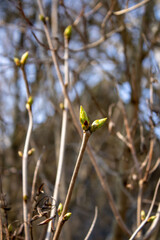 Young Spring green buds on the tree branches. Springtime seasonal macro close up