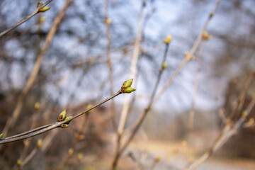 Young Spring green buds on the tree branches. Springtime seasonal macro close up