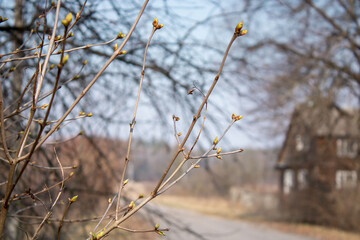 Young Spring green buds on the tree branches. Springtime seasonal macro close up. Village