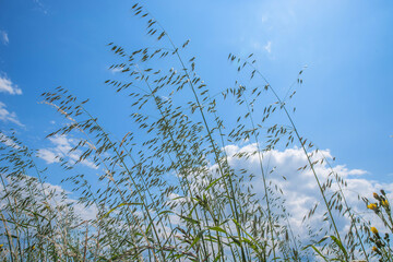Ears of oats on a background of cloudy blue sky. Selective focus.