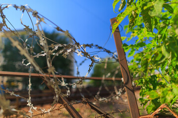 shallow depth of field  barbed wire behind the fence