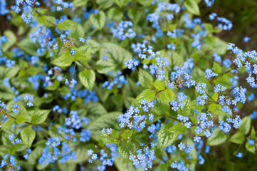 Blooming bush of forget-me-nots, blue
