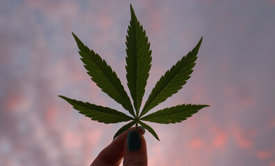 A Green Cannabis leaf held in front of a pastel colored sunset 