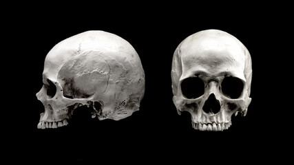 Human skull in different angles. Isolated on black background. Side and front views. Anatomy and medicine concept.