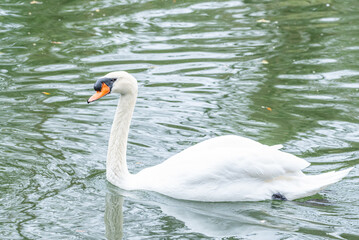 White mute swan with orange beak swimming in calm lake water