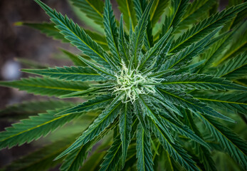 A Budding Cannabis Plant from above